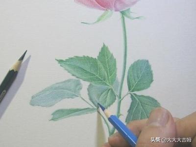 图片玫瑰花:铅笔绘图片唯美朵儿，彩铅玫瑰花教程图片？