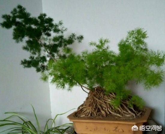 Penglais Song Bonsai：如果Penglaison Bonsai有点黄色，我该怎么办？