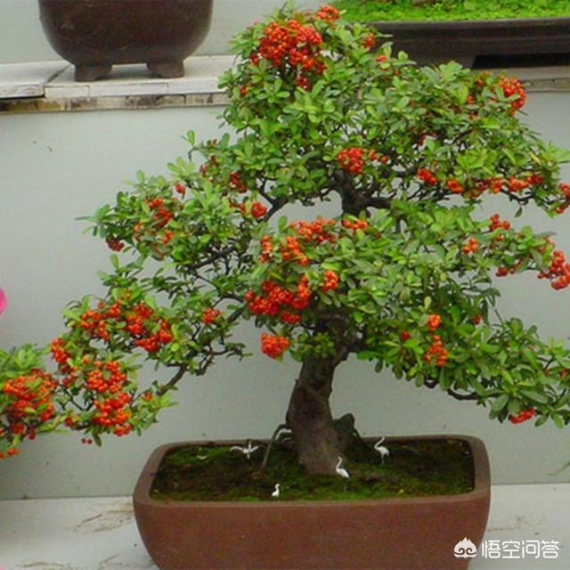 Burr Bonsai：询问老年人如何提高火线，不要丢失老板？