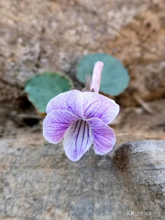 花儿图片:又到拍摄花儿的时节，怎样运用花儿的时髦来表达情绪？