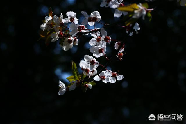 白色花图片:还好吗本领在拍摄时让白色的花从凌乱的后台里锋芒毕露？
