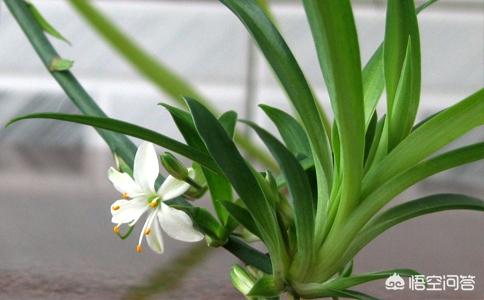 吊兰花:还好吗种吊兰花？