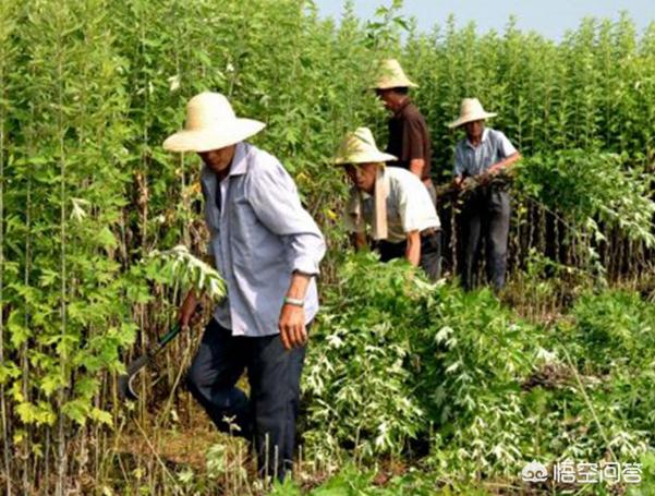 真实的艾草图片:乡村端午一致有挂艾草的风气，哪一天挂艾草好，放几何根符合呢？