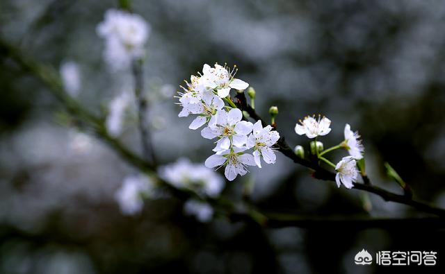 白色花图片:还好吗本领在拍摄时让白色的花从凌乱的后台里锋芒毕露？
