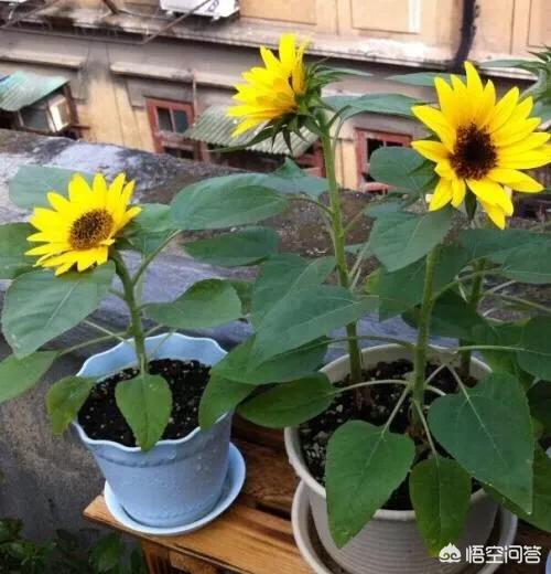 菊科葵花:葵花什么功夫培植好？