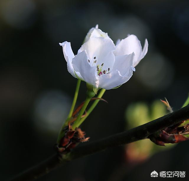 白色花图片:还好吗本领在拍摄时让白色的花从凌乱的后台里锋芒毕露？
