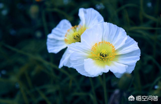 白色花图片:还好吗本领在拍摄时让白色的花从凌乱的后台里锋芒毕露？
