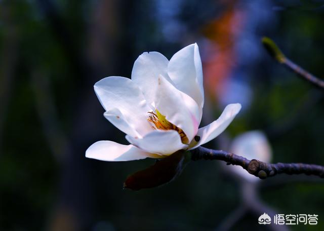 白色花图片:还好吗本领在拍摄时让白色的花从凌乱的后台里锋芒毕露？
