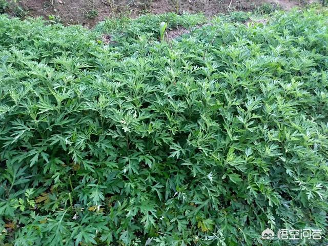 艾草培植本领:艾草是怎样培植和培植的呢？