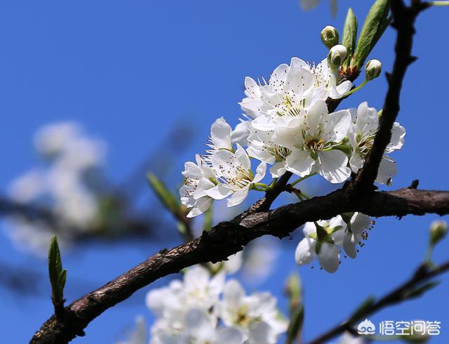 白色花图片:还好吗本领在拍摄时让白色的花从凌乱的后台里锋芒毕露？
