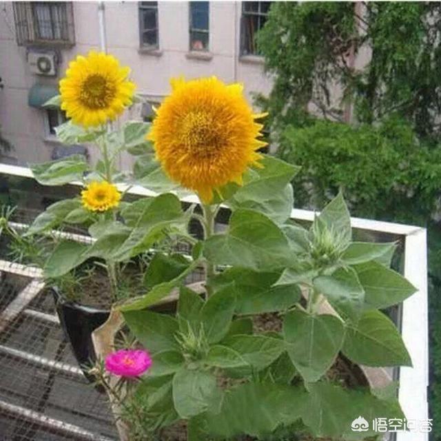 菊科葵花:葵花什么功夫培植好？