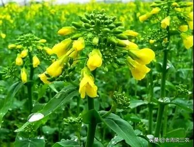 油菜图片大全大图:培植的油菜，在冬季时展示抽薹的局面，是什么因为？该怎样处置？