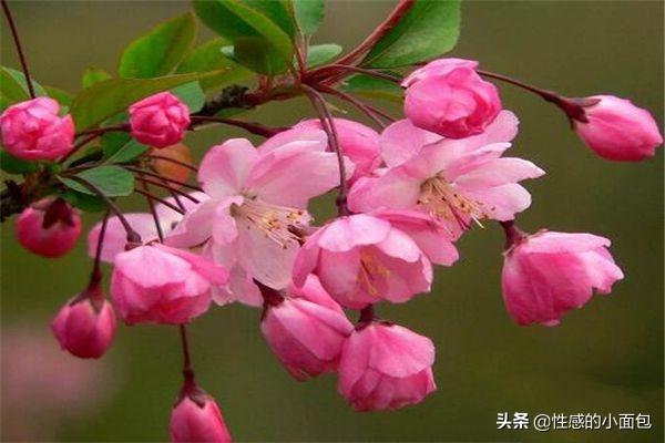 榴莲果花图片大全大图:榴莲果花种类大全：榴莲果花5种种类？