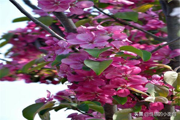 榴莲果花图片大全大图:榴莲果花种类大全：榴莲果花5种种类？