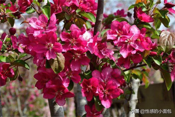 榴莲果花图片大全大图:榴莲果花种类大全：榴莲果花5种种类？