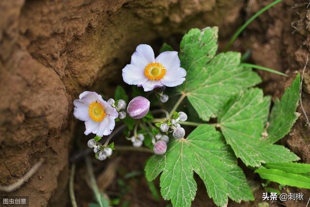 野棉花图片:乡村罕见的“野棉花”是还好吗的植被？有什么用途？