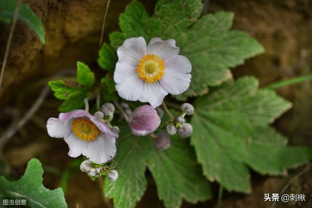 野棉花图片:乡村罕见的“野棉花”是还好吗的植被？有什么用途？