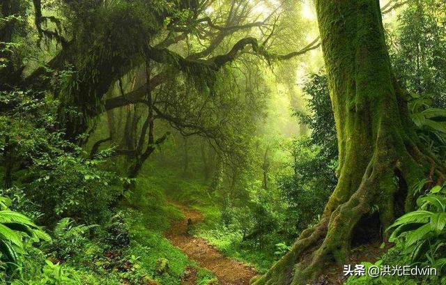 亚马逊雨林有多可怕：为什么有人说亚马逊雨林是人类的禁区？它有多可怕？