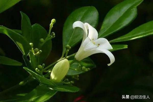 十里香花:十里香花和九里香有啥辨别如何养？