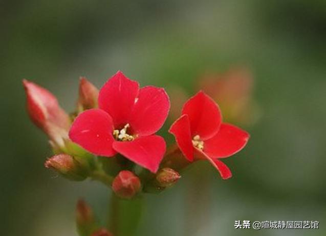 红花图片：红色单花瓣长鲜花是否非常严格，您要注意吗？