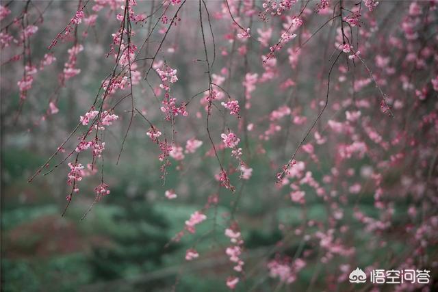 樱花摄影：春季摄影，如何拍出好樱花？