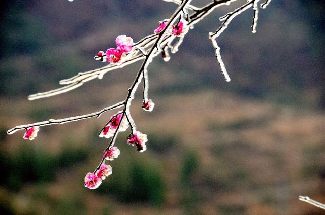 蜡梅花图片:冬季拍摄黄梅有哪些本领和本领？