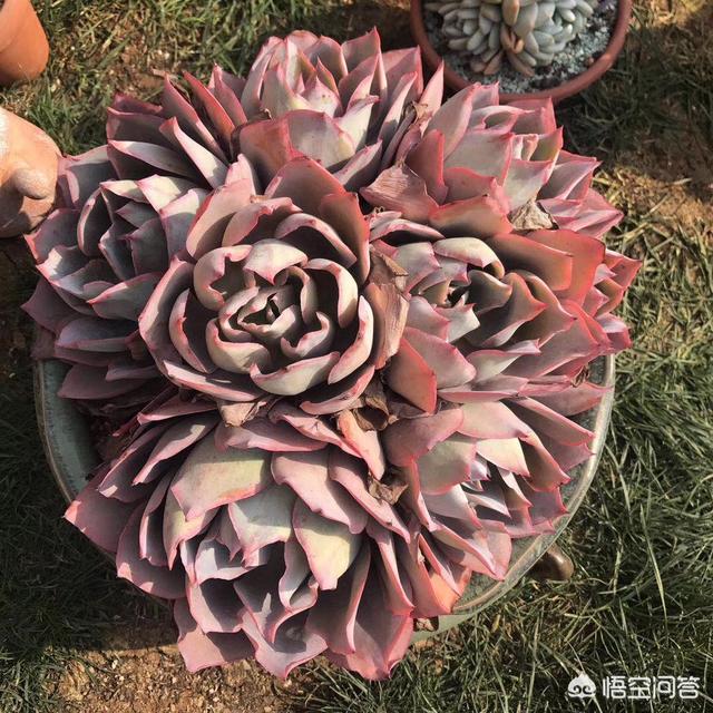 多肉植被图片大全称呼:什么是多肉植被？