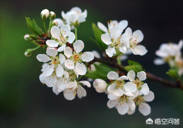 樱花摄影：春季摄影，如何拍出好樱花？