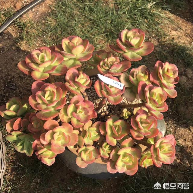 多肉植被图片大全称呼:什么是多肉植被？