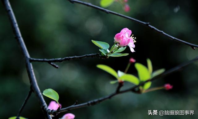 榴莲果花的图片:拍照怎样拍摄出榴莲果花的优美？