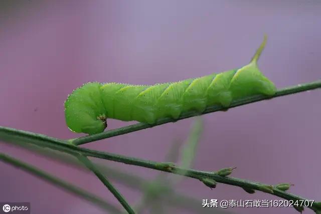 十大益虫:农业益虫都有哪些？如何防疫？