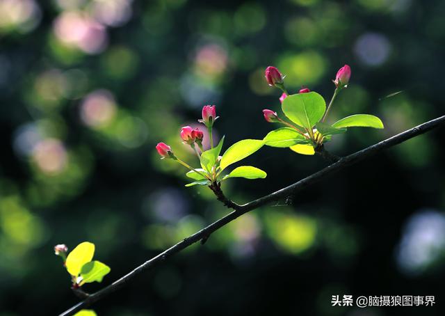 榴莲果花的图片:拍照怎样拍摄出榴莲果花的优美？