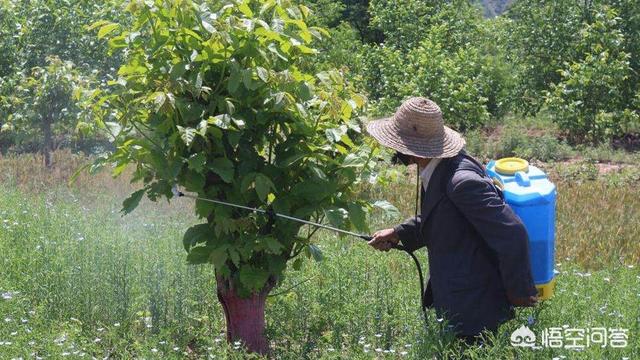 柑桔黄化病如何治:惹起柑橘黄化的因为？怎样灵验防疫黄化？