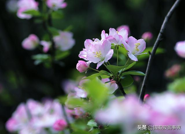 榴莲果花的图片:拍照怎样拍摄出榴莲果花的优美？