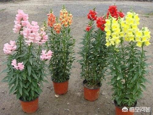 金鱼草的效率:如何培植金鱼草？金鱼草有什么药效？