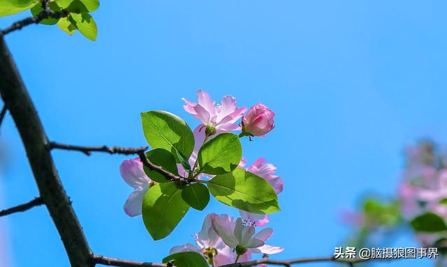 榴莲果花的图片:拍照怎样拍摄出榴莲果花的优美？