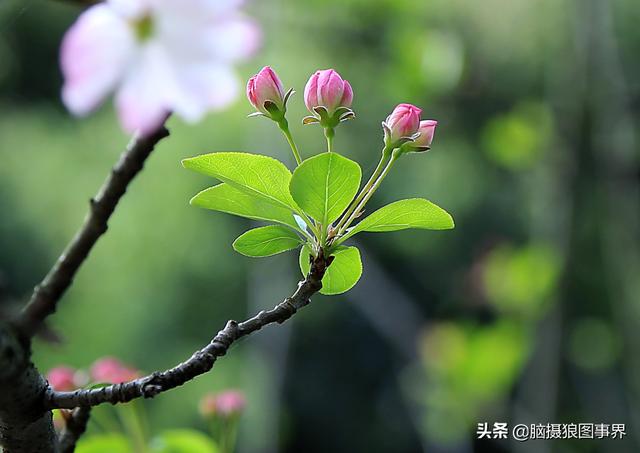 榴莲果花的图片:拍照怎样拍摄出榴莲果花的优美？