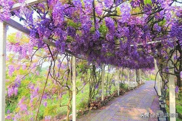 藤萝花如何培植:藤萝花在哪个场合培植？