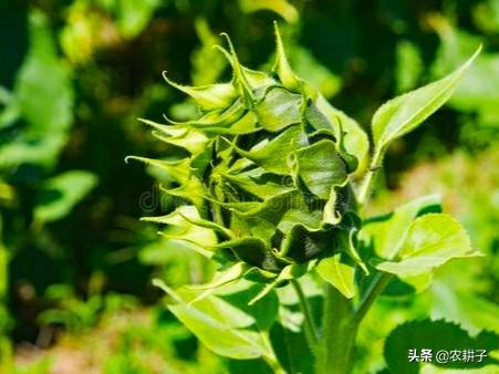 葵花什么功夫培植最佳:葵花什么功夫下种为宜？怎样下种为好？