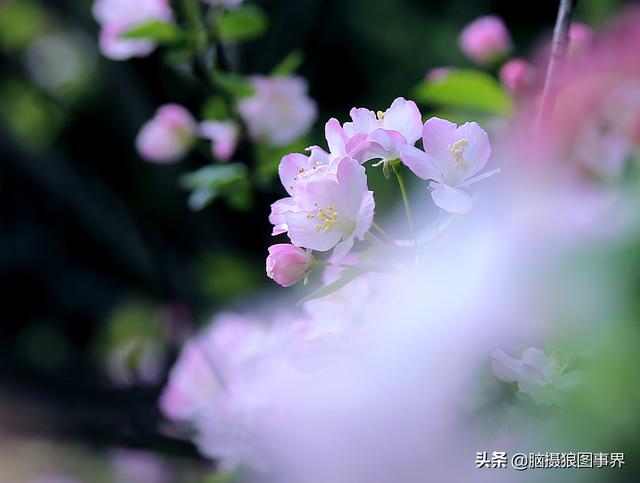 榴莲果花的图片:拍照怎样拍摄出榴莲果花的优美？