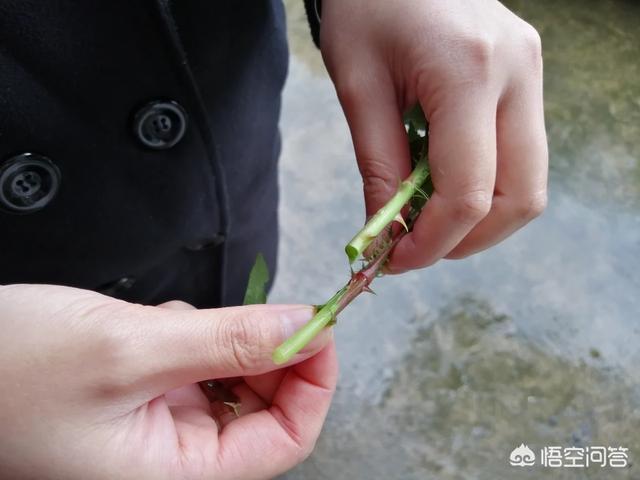 带刺的植被:乡村平地边，小沟边，一种身上带刺，本地人叫芽芽泡的植被，能吃吗？