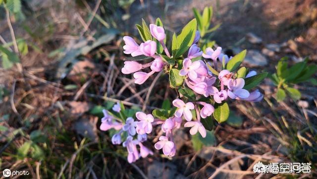 杜芫:乡村老翁常常挂在口边的“头疼花枪疼花”究竟是什么花？传闻一碰到它就会头疼是真的吗？