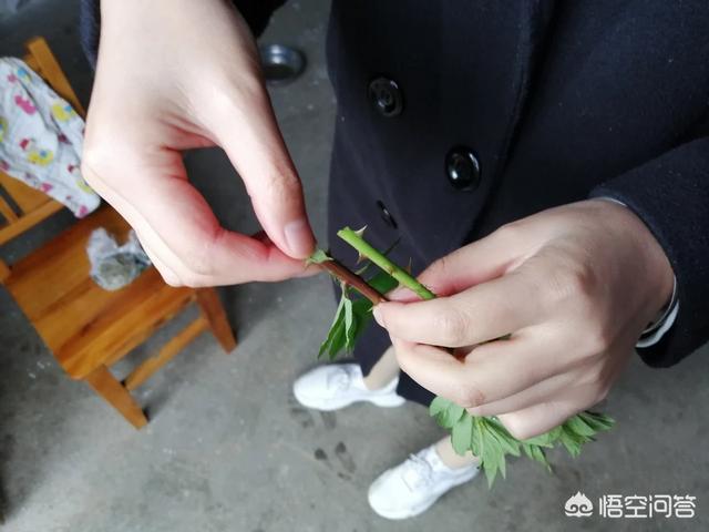 带刺的植被:乡村平地边，小沟边，一种身上带刺，本地人叫芽芽泡的植被，能吃吗？