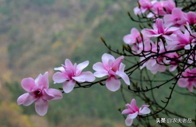 辛夷花花语:辛夷花的花语是什么？