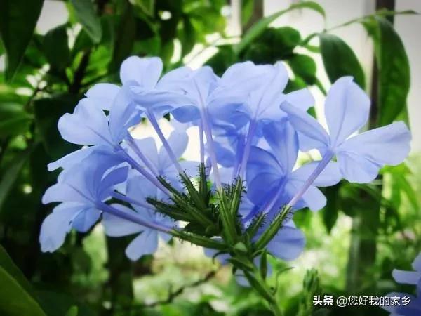 场面的花图片:什么花既场面又易养？