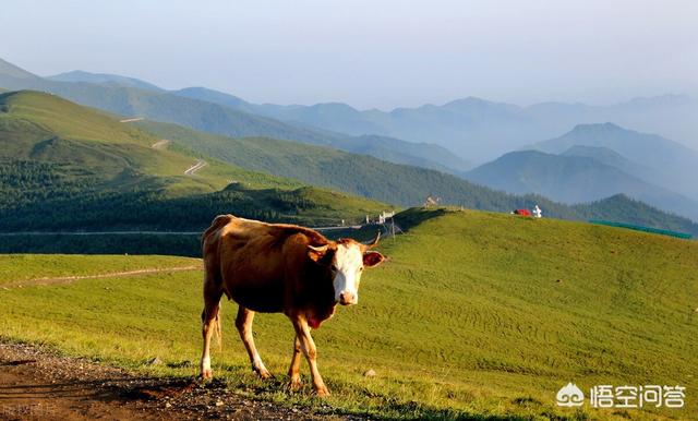 绿野艳阳天:牛年有什么比拟牛的春联？