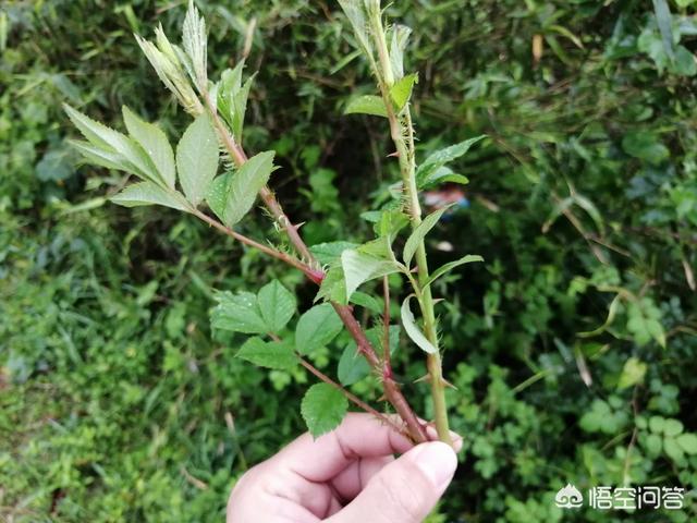 带刺的植被:乡村平地边，小沟边，一种身上带刺，本地人叫芽芽泡的植被，能吃吗？