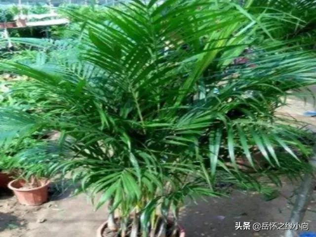 凤凰竹子多少钱：凤凰城80-100.com12应变适合大锅小竹子？