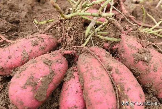 地老虎图片:培植红薯总有&quot;地老虎&quot;虫害，使红薯有洞洞及变形，有什么好的处置本领？