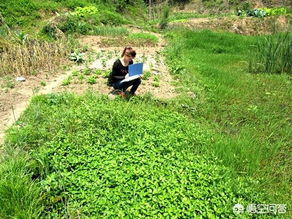 革命草
:什么方法除革命草？